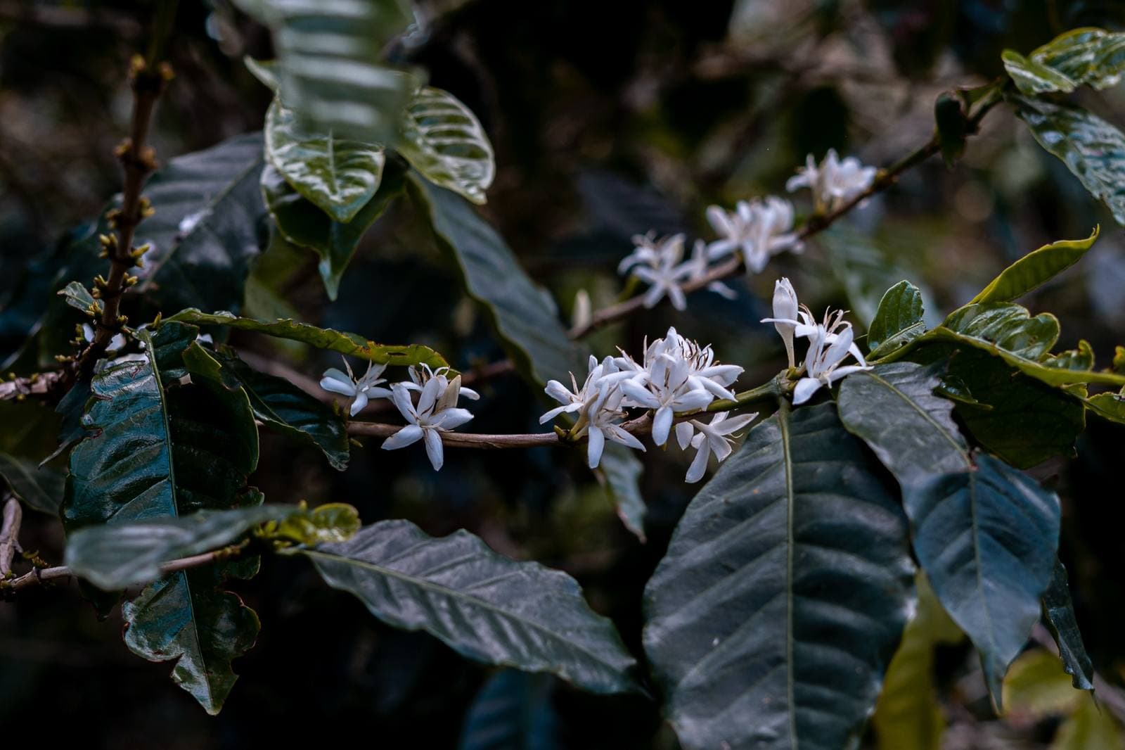 Don Juan Private Chocolate, Coffee & La Fortuna Waterfall, La Fortuna, Costa Rica