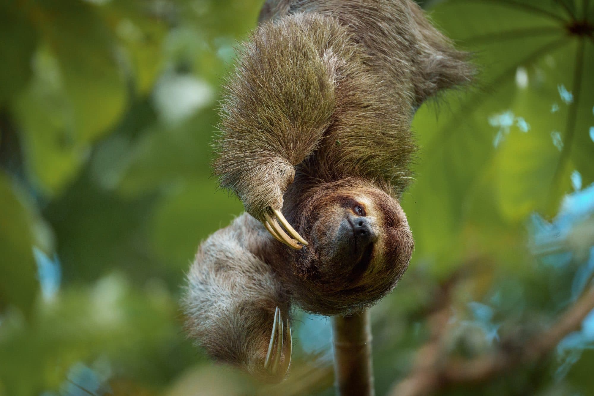 Forest Calm: Sloth & Birdwatching Experience, La Fortuna, Costa Rica