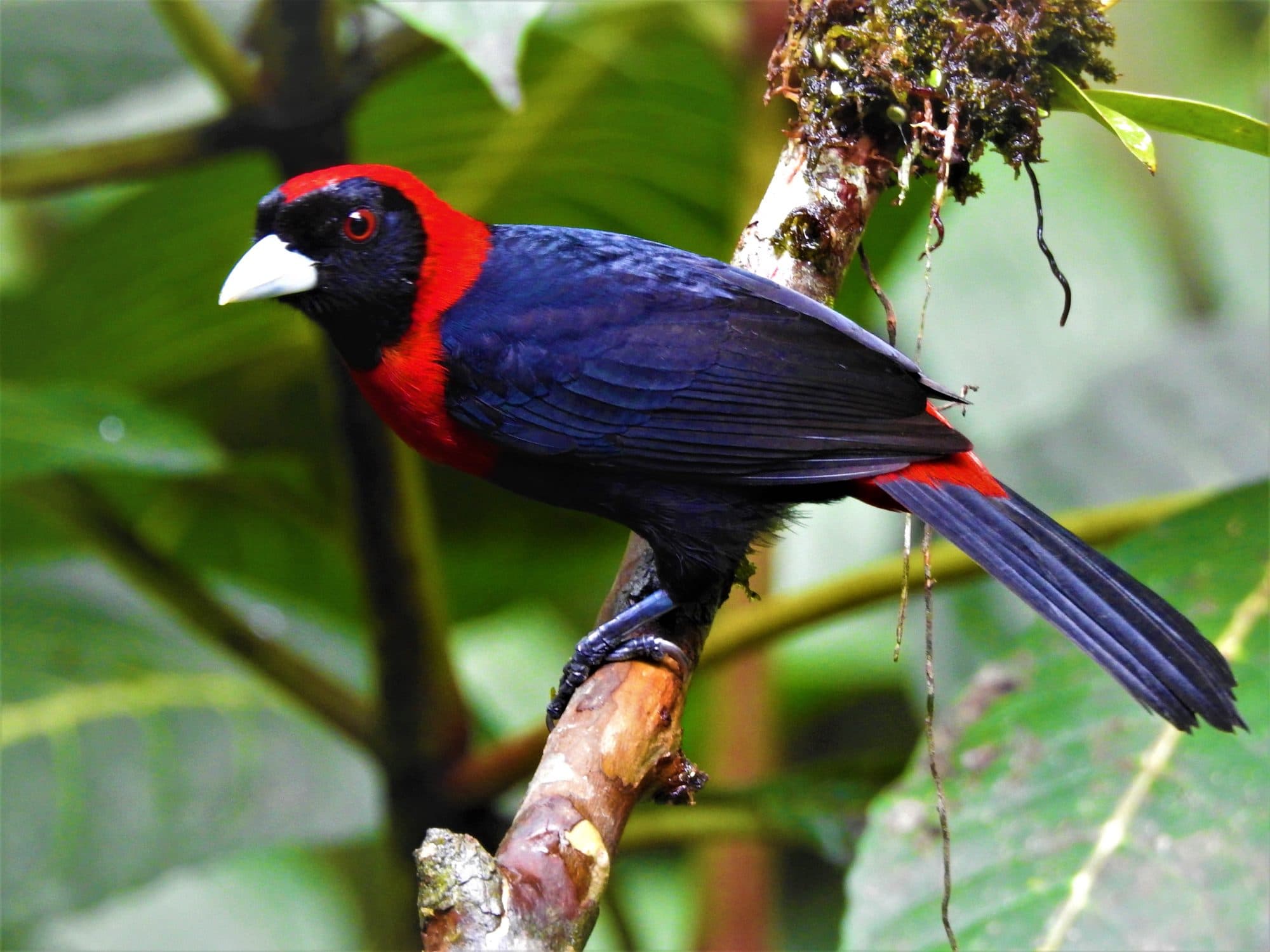 Forest of Feathers: Birdwatching Experience, La Fortuna, Costa Rica