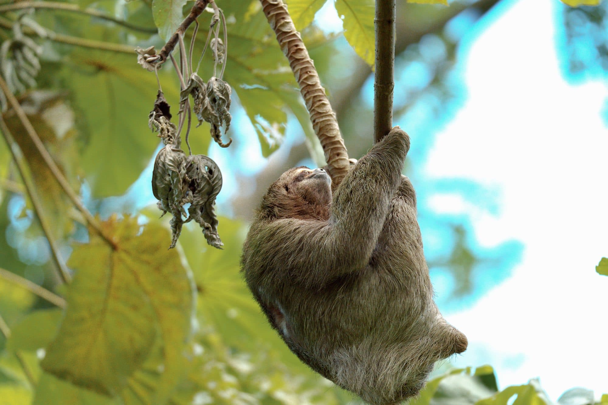 Mistico Hanging Bridges & Sloth Encounter, La Fortuna, Costa Rica