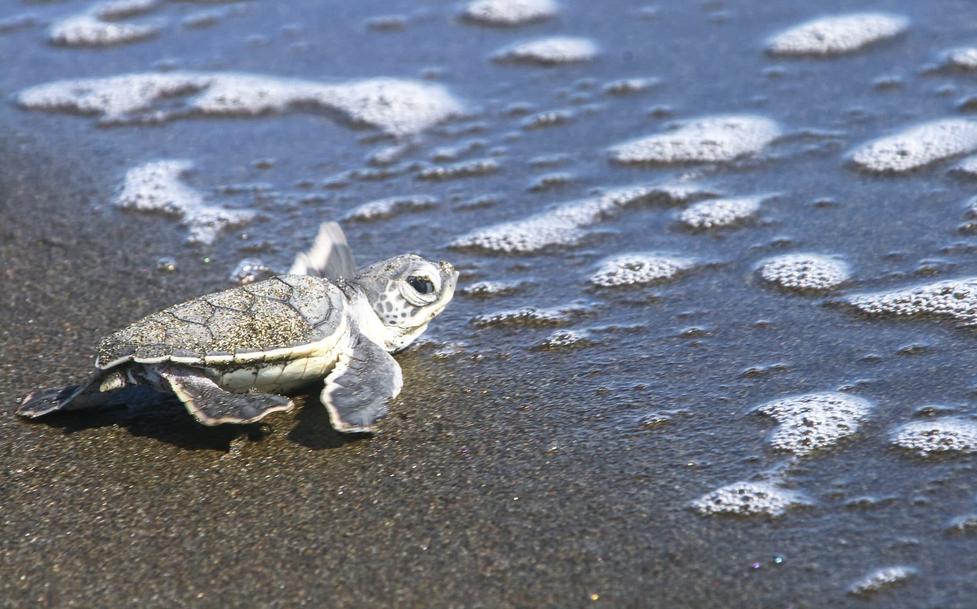 Ostional Beach Turtle Nesting Experience, Ostional, Costa Rica