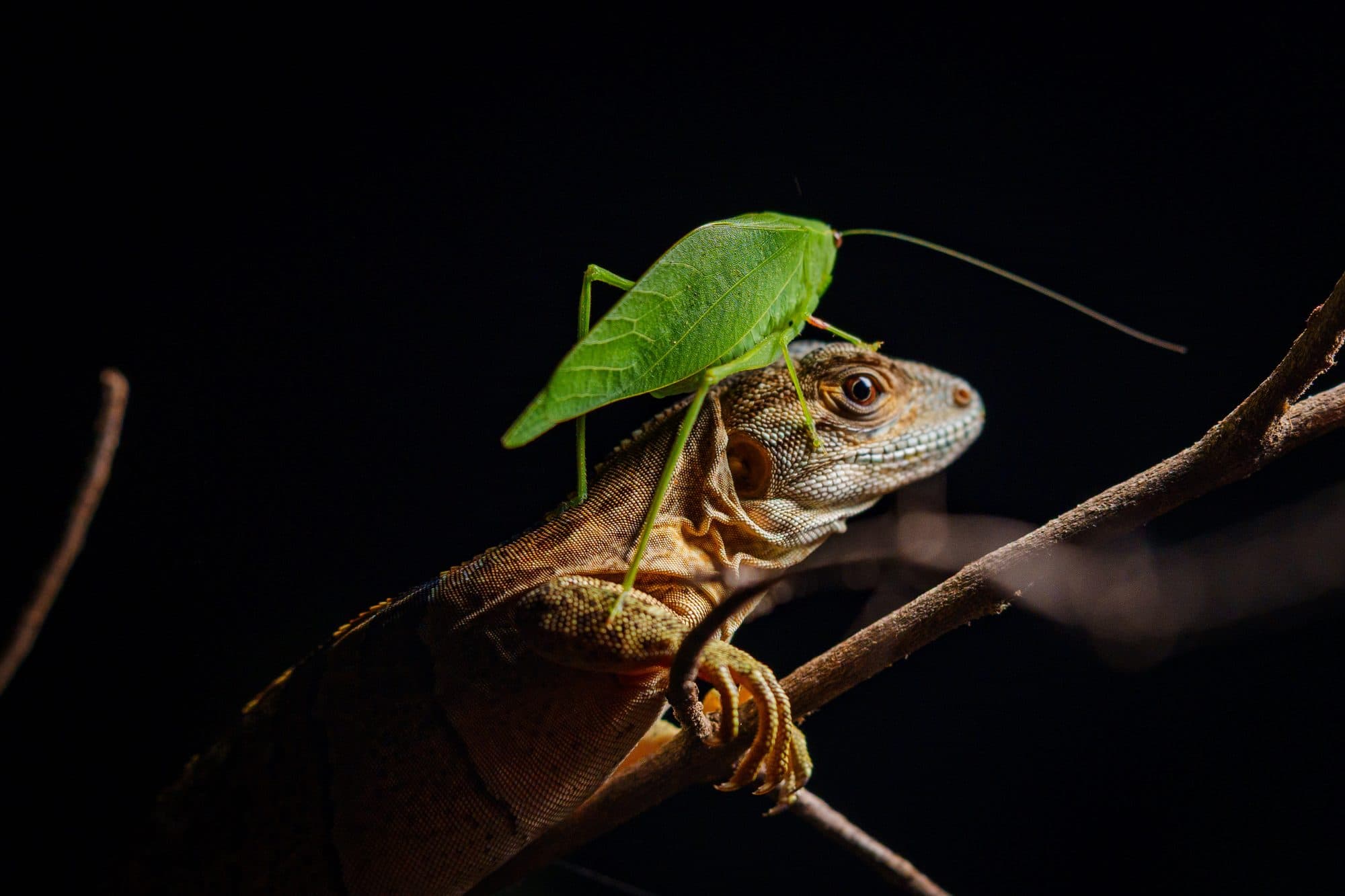Riverside Night Walk, Papagayo, Costa Rica