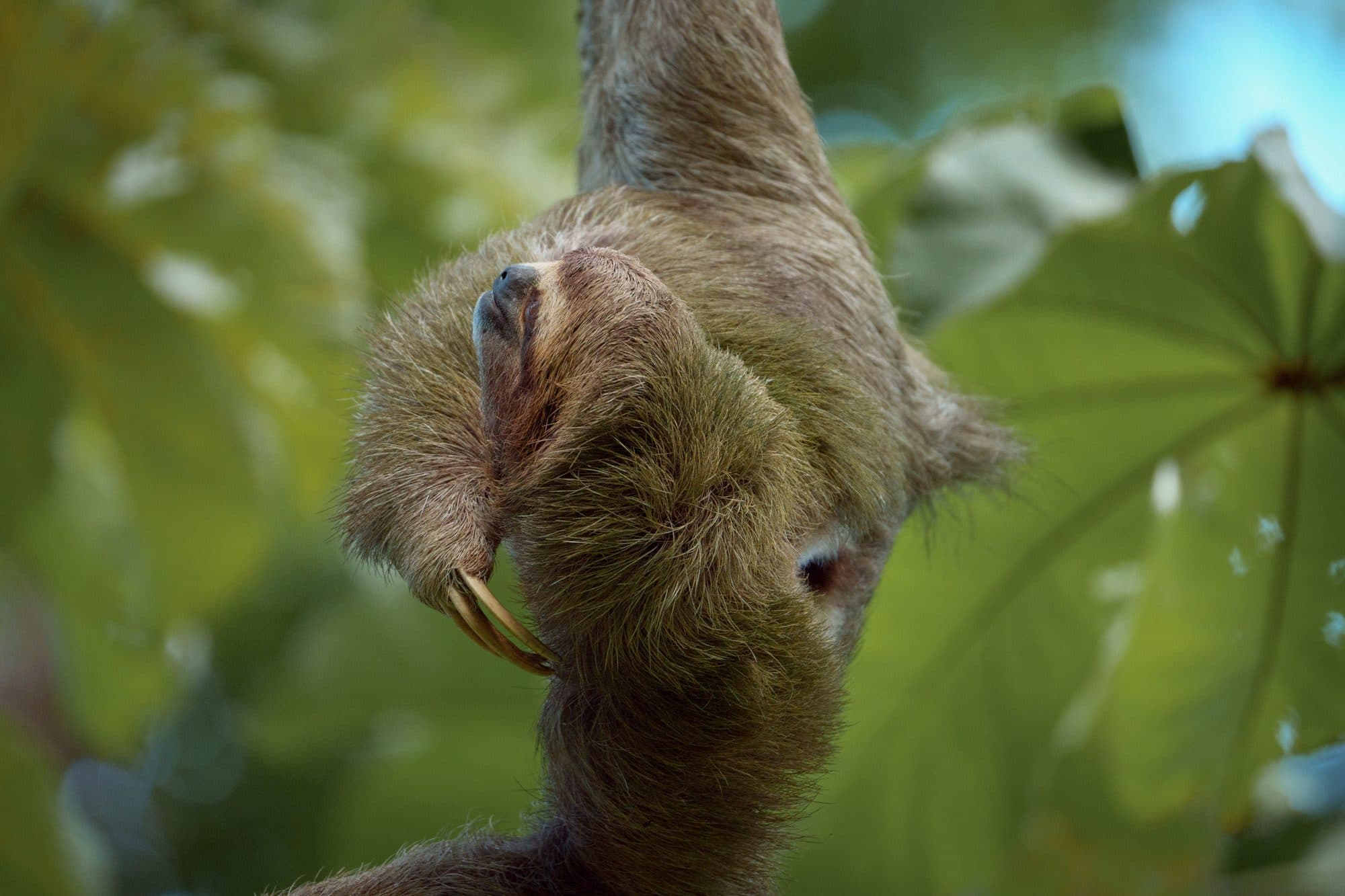Sloth Territory & La Fortuna Waterfall, La Fortuna, Costa Rica